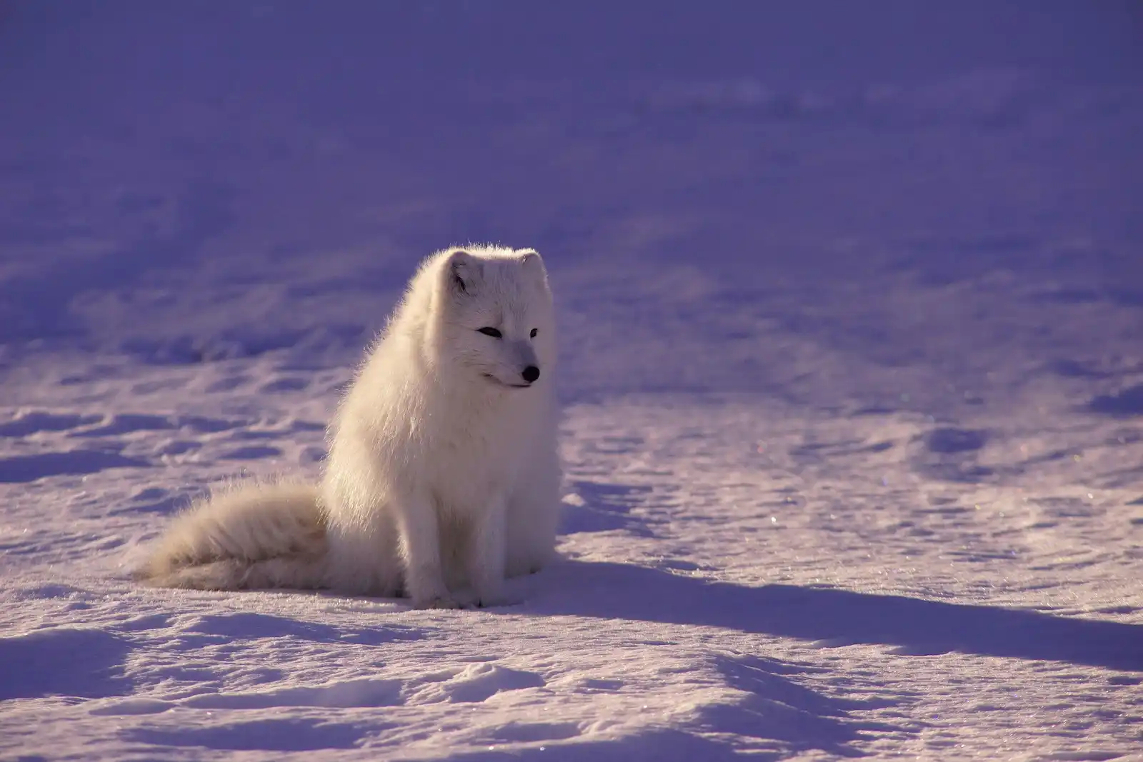 Another cute animal